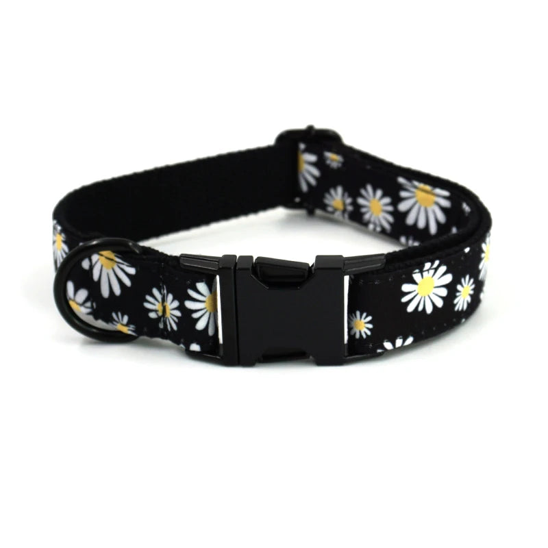 Daisy