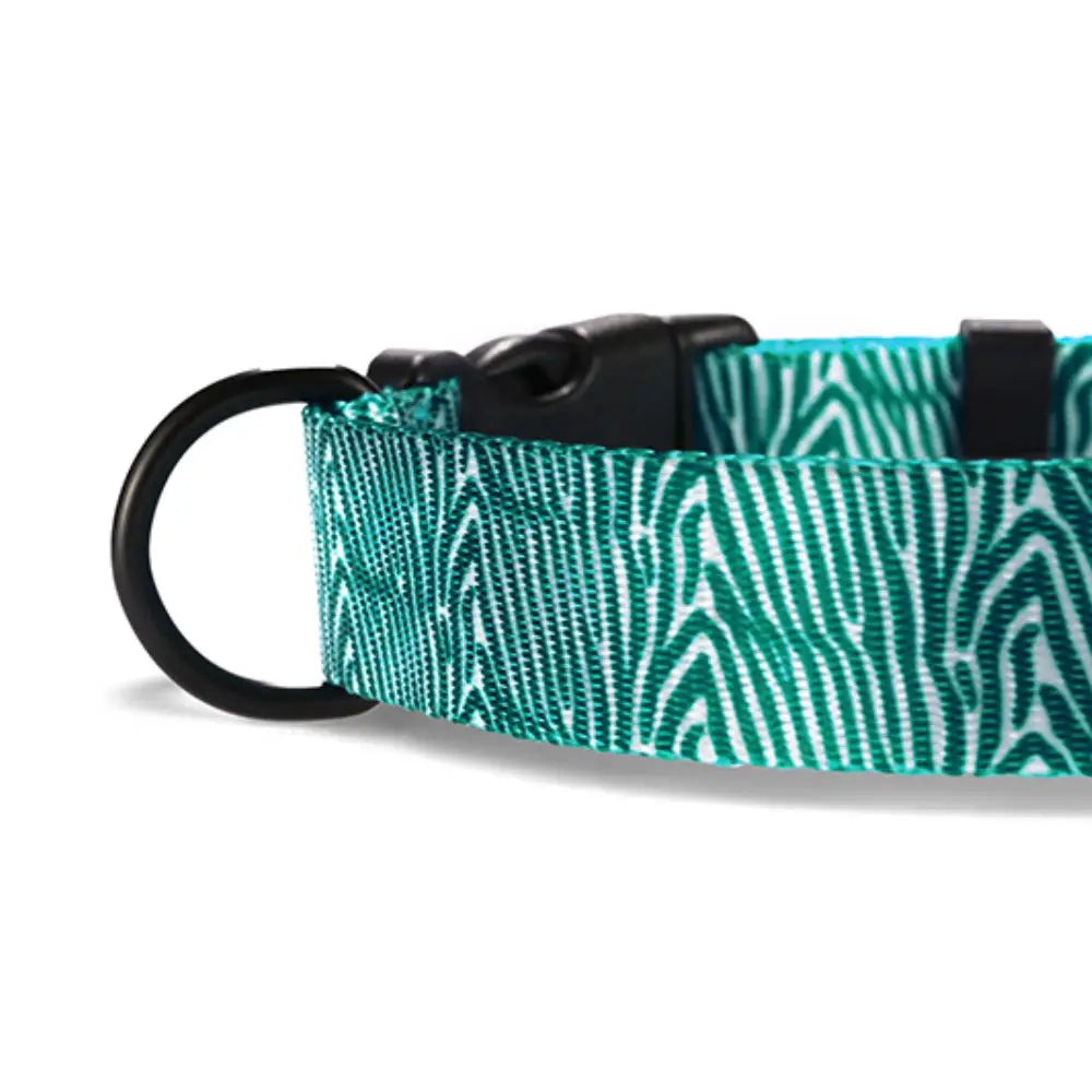 Aqua Zebra
